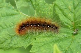 Attēlu rezultāti vaicājumam “Arctia caja”