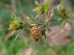 Attēlu rezultāti vaicājumam “Bidens tripartita fruit”