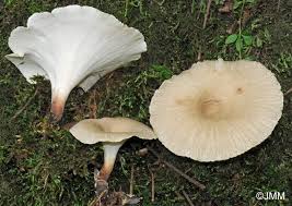 Attēlu rezultāti vaicājumam “Polyporus tubaeformis”