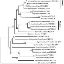 Image result for Myoxocephalus quadricornis
