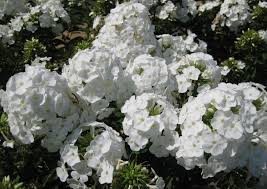 Image result for Phlox (großblumig)