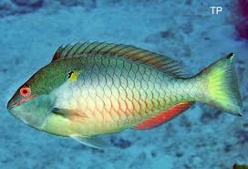 Image result for Sparisoma aurofrenatum