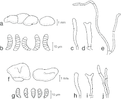 Attēlu rezultāti vaicājumam “Dacrymyces stillatus”