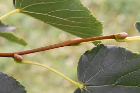 Attēlu rezultāti vaicājumam “Tilia cordata bud”