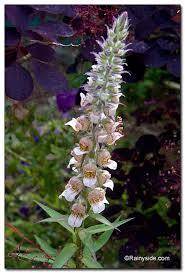 Image result for Digitalis lanata