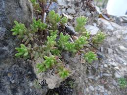 Attēlu rezultāti vaicājumam “Sedum album leaf”