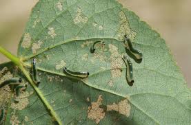 Attēlu rezultāti vaicājumam “Caliroa annulipes larva”