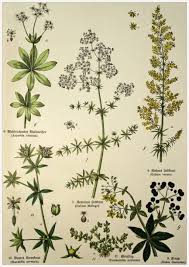 Attēlu rezultāti vaicājumam “Galium verum leaf”