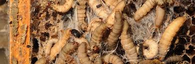 Attēlu rezultāti vaicājumam “Mellicta athalia larva”