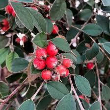 Attēlu rezultāti vaicājumam “Cotoneaster multiflorus fruit”