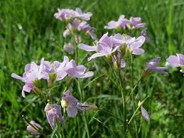 Attēlu rezultāti vaicājumam “Cardamine pratensis”