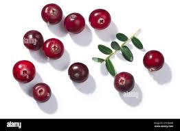 Attēlu rezultāti vaicājumam “Oxycoccus”