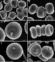 Attēlu rezultāti vaicājumam “Sphacelotheca hydropiperis”