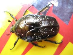 Attēlu rezultāti vaicājumam “Liocola lugubris”