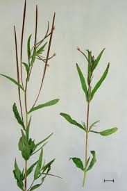 Attēlu rezultāti vaicājumam “Epilobium palustre leaf”