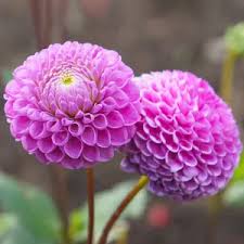 Image result for Dahlia x pinnata `Decorative Giants`