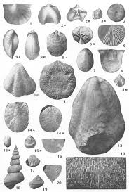 Attēlu rezultāti vaicājumam “Reticularia sp.”