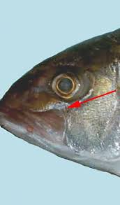 Image result for Seriola dumerili