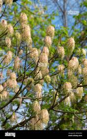 Attēlu rezultāti vaicājumam “Acer negundo female flower”