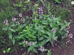 Attēlu rezultāti vaicājumam “Stachys palustris”