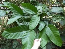 Attēlu rezultāti vaicājumam “Athelia pyriformis”