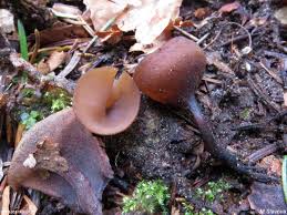 Attēlu rezultāti vaicājumam “Dumontinia tuberosa”