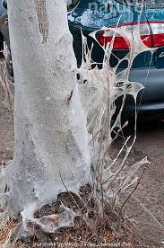 Attēlu rezultāti vaicājumam “Yponomeuta evonymella larva”