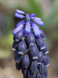 Attēlu rezultāti vaicājumam “Muscari neglectum flower”