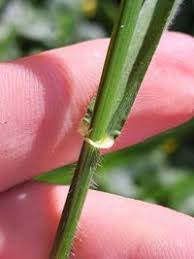 Attēlu rezultāti vaicājumam “Hordelymus europaeus fruit”