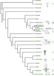 Attēlu rezultāti vaicājumam “Crustacea”