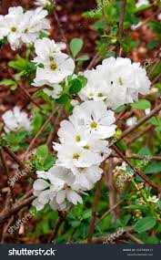 Attēlu rezultāti vaicājumam “Exochorda giraldii var. wilsonii”