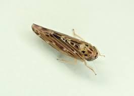 Attēlu rezultāti vaicājumam “Lamprotettix nitidulus”