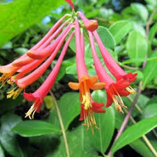 Attēlu rezultāti vaicājumam “Lonicera caerulea var. pallasii flower”