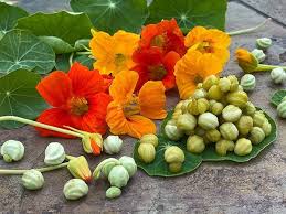 Attēlu rezultāti vaicājumam “Tropaeolum majus fruit”