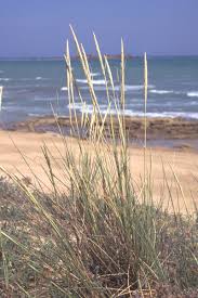 Attēlu rezultāti vaicājumam “Ammophila arenaria”