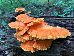 Attēlu rezultāti vaicājumam “Laetiporus sulphureus”
