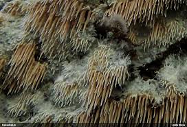 Attēlu rezultāti vaicājumam “Hydnocristella himantia”