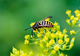 Attēlu rezultāti vaicājumam “Dolichovespula media”