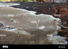 Attēlu rezultāti vaicājumam “Antrodia sinuosa”