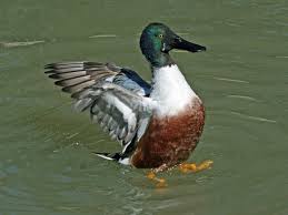 Attēlu rezultāti vaicājumam “Anas clypeata”