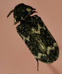 Attēlu rezultāti vaicājumam “Megatoma undata”