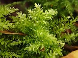 Attēlu rezultāti vaicājumam “Sciuro-hypnum curtum”