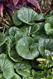 Attēlu rezultāti vaicājumam “Langermania gigantea”