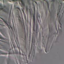 Attēlu rezultāti vaicājumam “Bacidia rubella”
