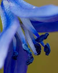 Attēlu rezultāti vaicājumam “Scilla siberica bud”