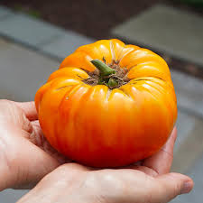 Afbeeldingsresultaat voor hawaiian white cherry tomato