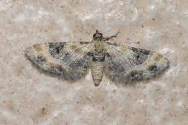 Attēlu rezultāti vaicājumam “Eupithecia linariata”