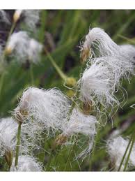 Attēlu rezultāti vaicājumam “Trichophorum alpinum fruit”