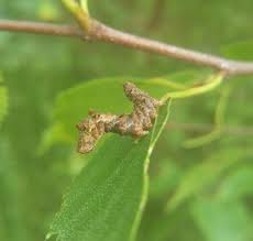 Attēlu rezultāti vaicājumam “Falcaria lacertinaria”