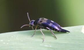 Attēlu rezultāti vaicājumam “Mordellidae”